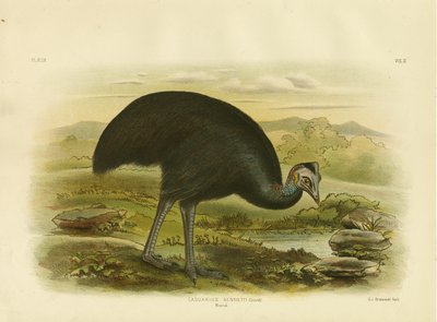 Mooruk, 1891 von Gracius Broinowski